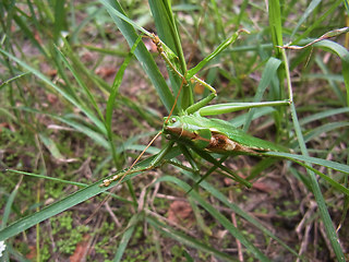 Tettigonia viridissima