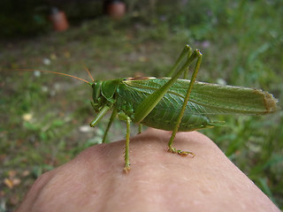 Tettigonia viridissima