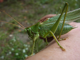 Tettigonia viridissima