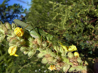 Tettigonia viridissima