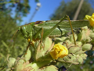 Tettigonia viridissima