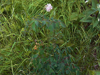 Thalictrum aquilegifolia