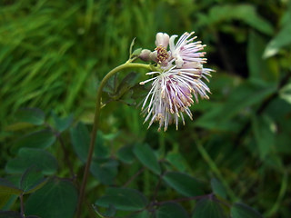 Thalictrum aquilegifolia