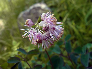 Thalictrum aquilegifolia