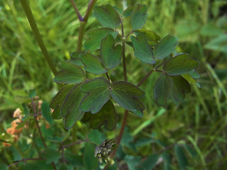 Thalictrum aquilegifolia
