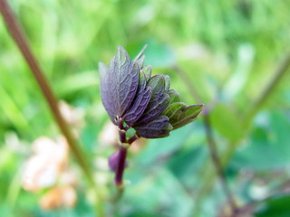 Thalictrum aquilegifolia