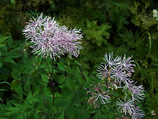 Thalictrum aquilegifolia