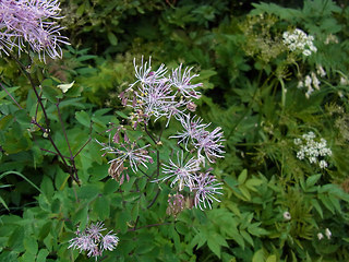 Thalictrum aquilegifolia