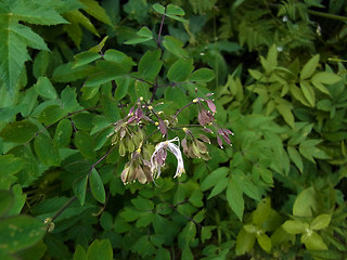 Thalictrum aquilegifolia