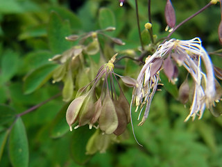 Thalictrum aquilegifolia