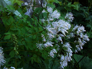 Thalictrum aquilegifolia