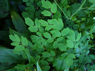 Thalictrum aquilegifolia