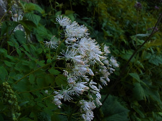 Thalictrum aquilegifolia