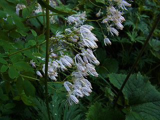 Thalictrum aquilegifolia