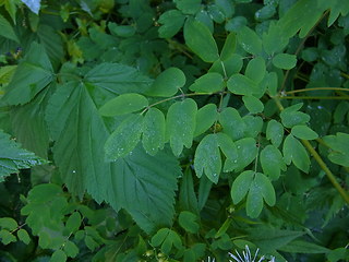 Thalictrum aquilegifolia