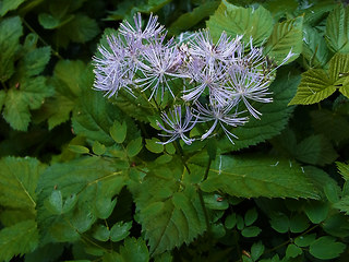 Thalictrum aquilegifolia