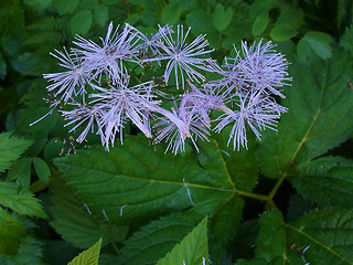 Thalictrum aquilegifolia