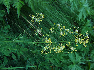 Thalictrum flavum