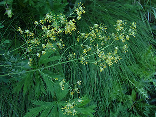 Thalictrum flavum