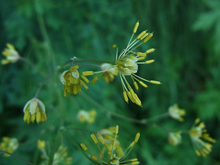 Thalictrum flavum