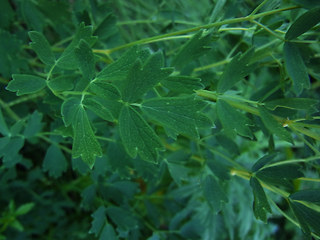 Thalictrum flavum