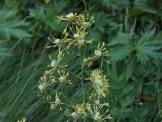 Thalictrum flavum