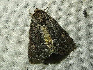 Thalpophila matura