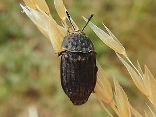 Thanatophilus sinuatus
