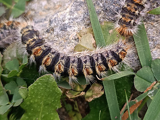 Thaumetopoea pityocampa