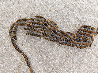 Thaumetopoea pityocampa
