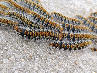 Thaumetopoea pityocampa