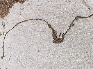 Thaumetopoea pityocampa