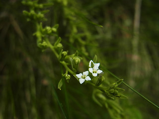 Thesium alpinum