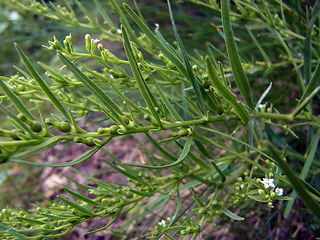 Thesium alpinum