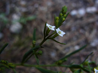 Thesium alpinum