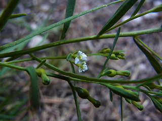 Thesium alpinum