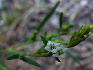 Thesium alpinum