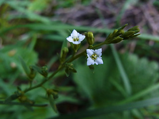 Thesium alpinum