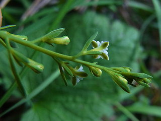 Thesium alpinum