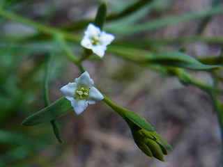 Thesium alpinum