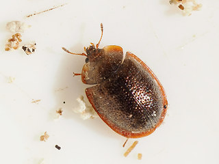 Thymalus limbatus