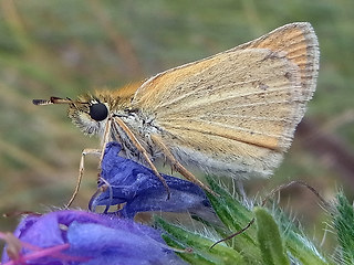 Thymelicus lineola