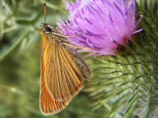 Thymelicus sylvestris