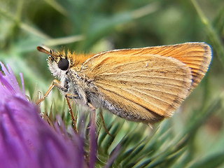 Thymelicus sylvestris