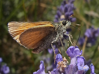 Thymelicus sylvestris