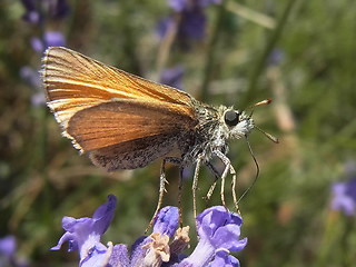 Thymelicus sylvestris