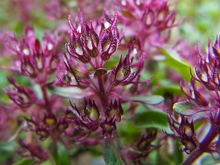 Thymus praecox ssp. polytrichus