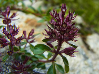 Thymus praecox ssp. polytrichus