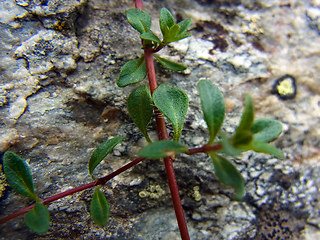 Thymus praecox ssp. polytrichus