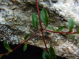 Thymus praecox ssp. polytrichus